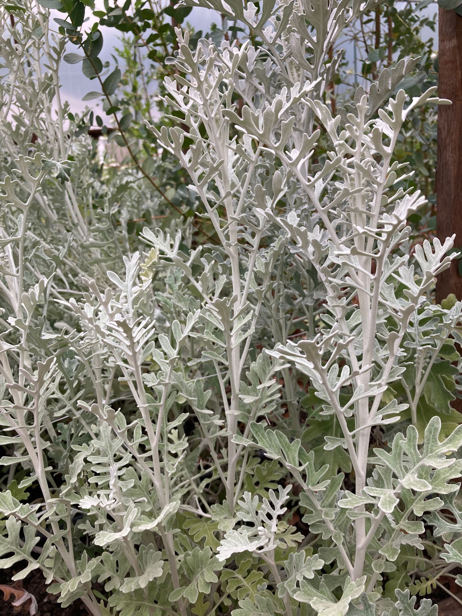 SENECIO cineraria