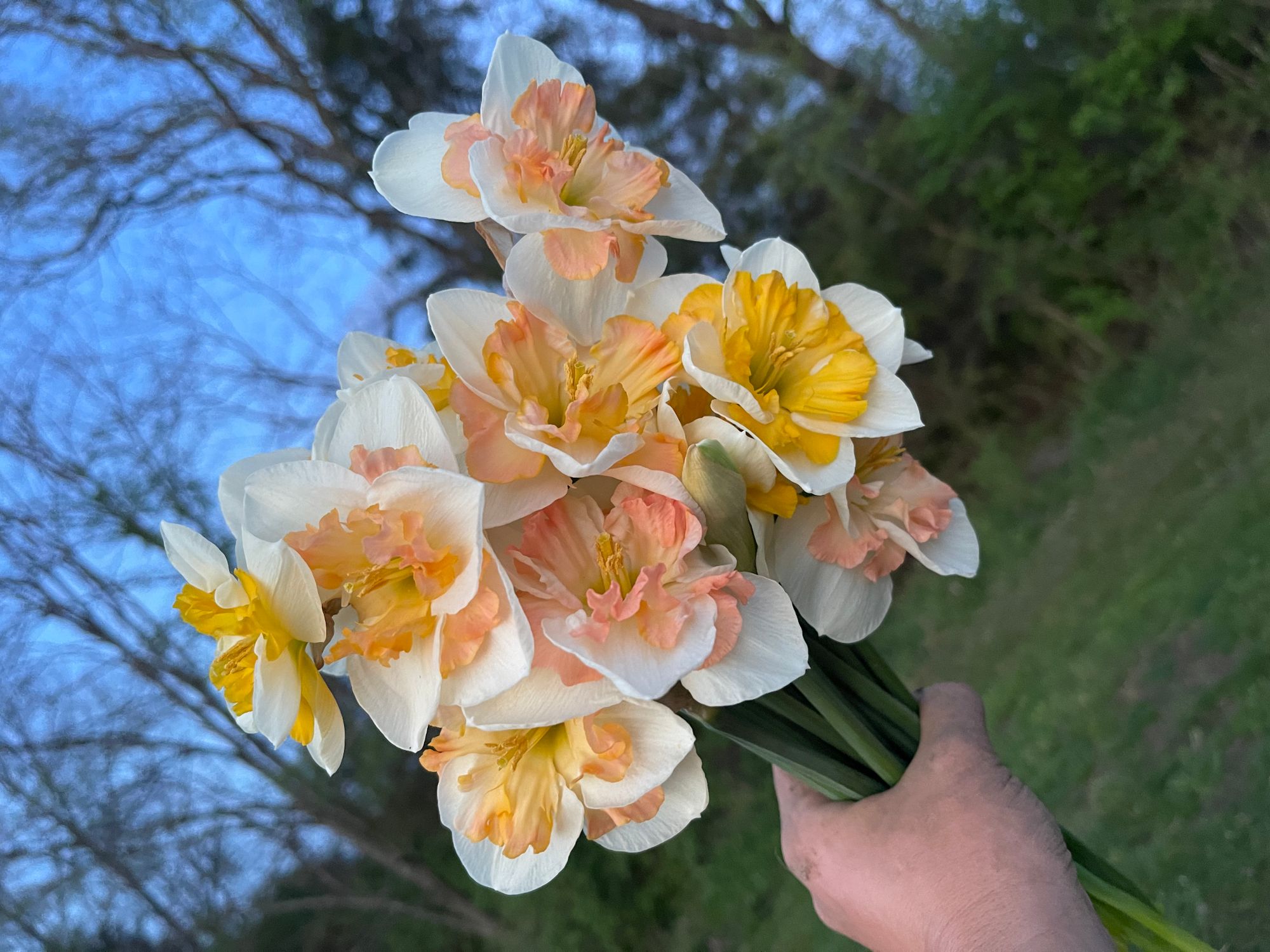 NARCISSUS Pink Wonder