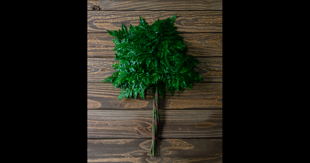 Leather Leaf Fern