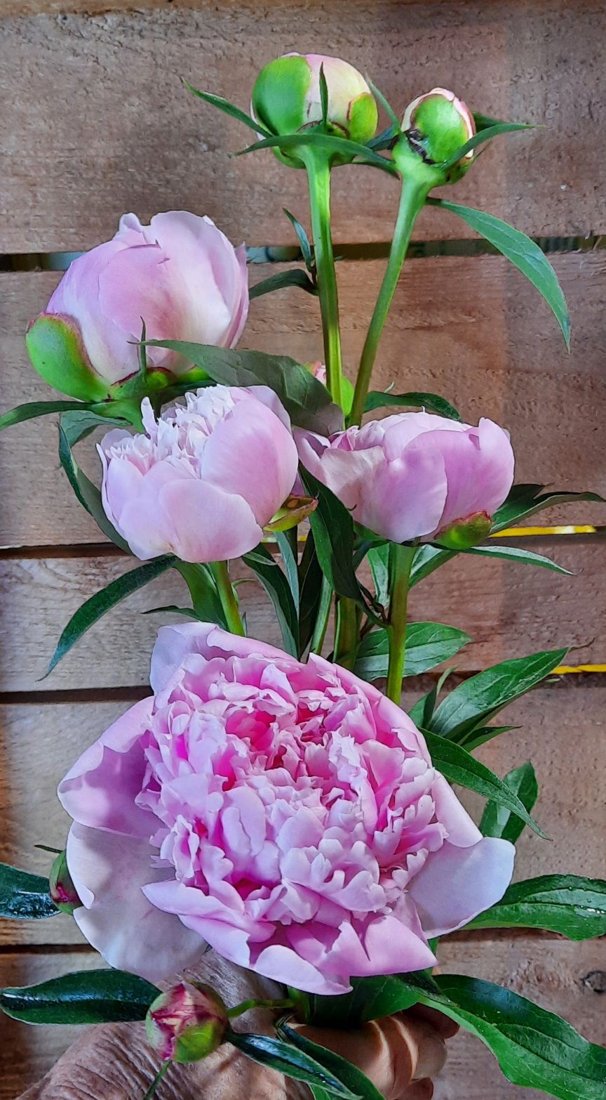 PAEONIA lactiflora Sarah Bernhardt