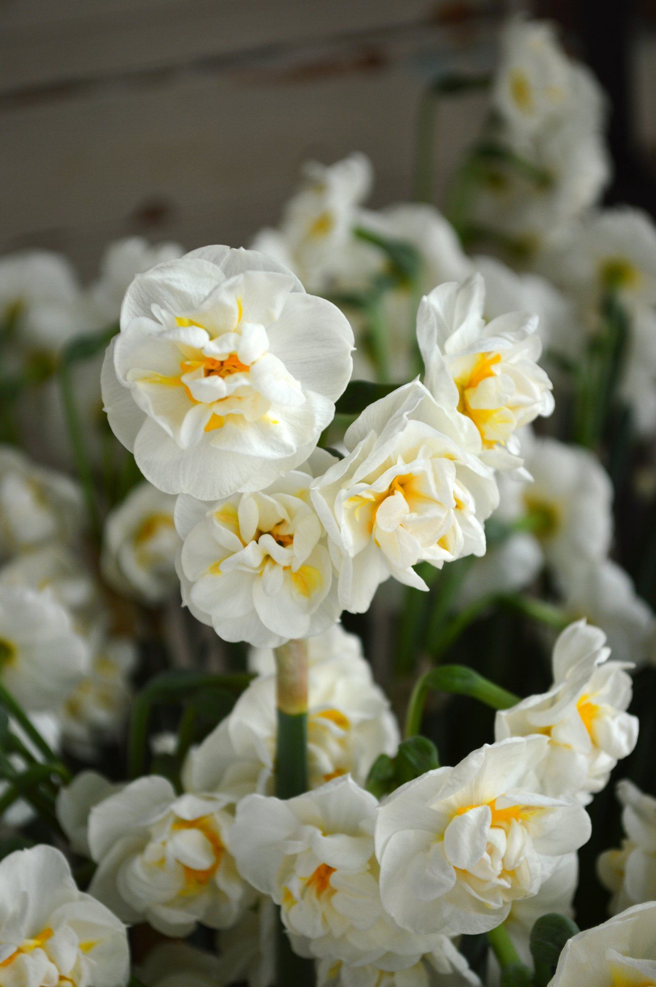 NARCISSUS Bridal Crown