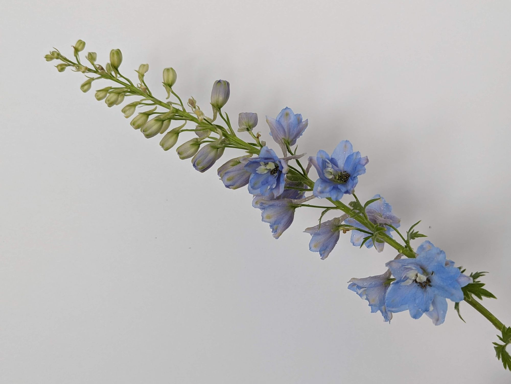 DELPHINIUM x belladonna Bellamosum