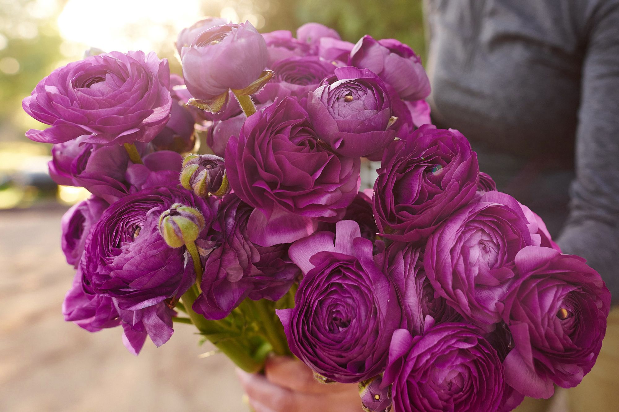 RANUNCULUS Amandine Violet