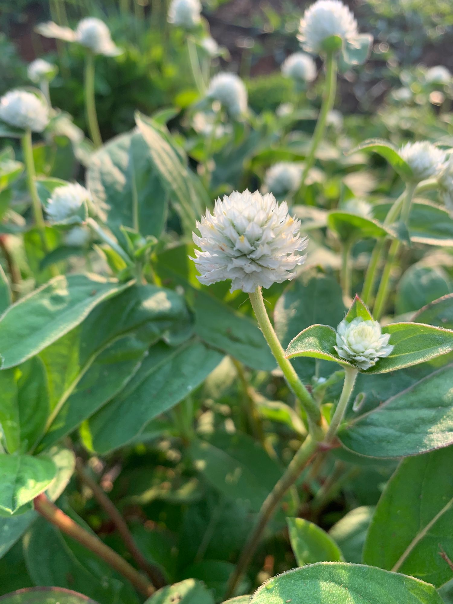 GOMPHRENA haageana