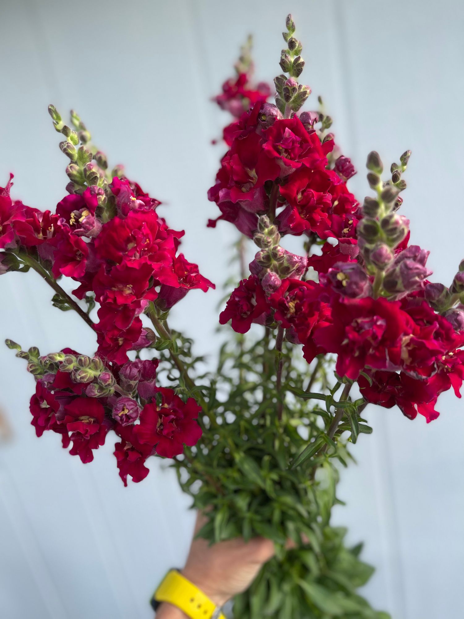 ANTIRRHINUM majus Madame Butterfly