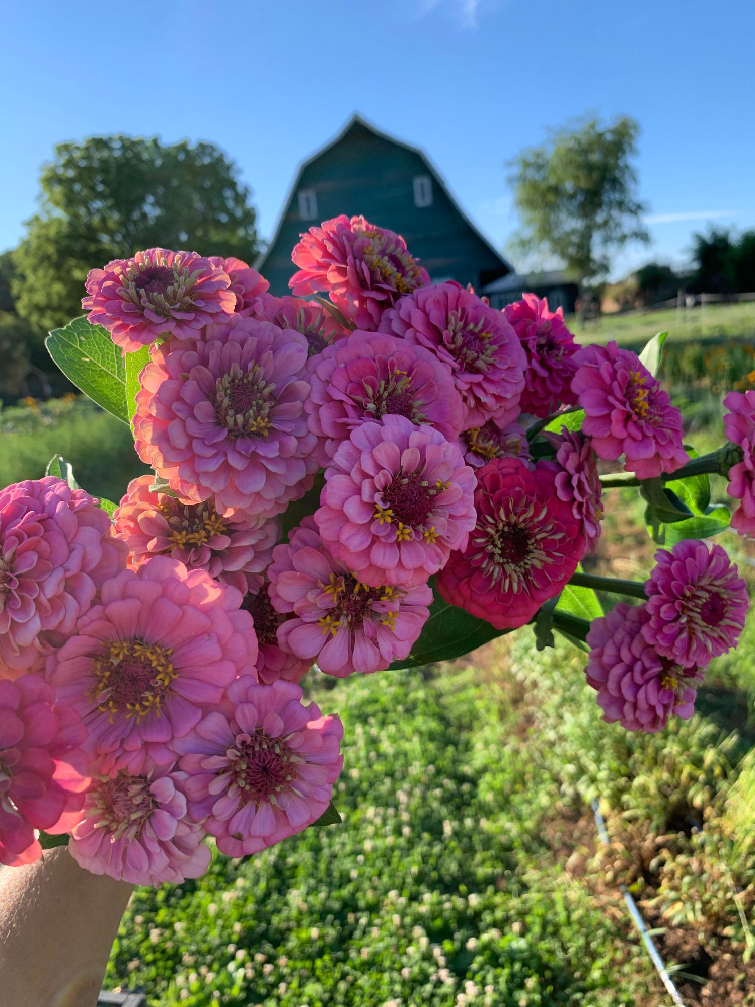ZINNIA elegans Oklahoma Series