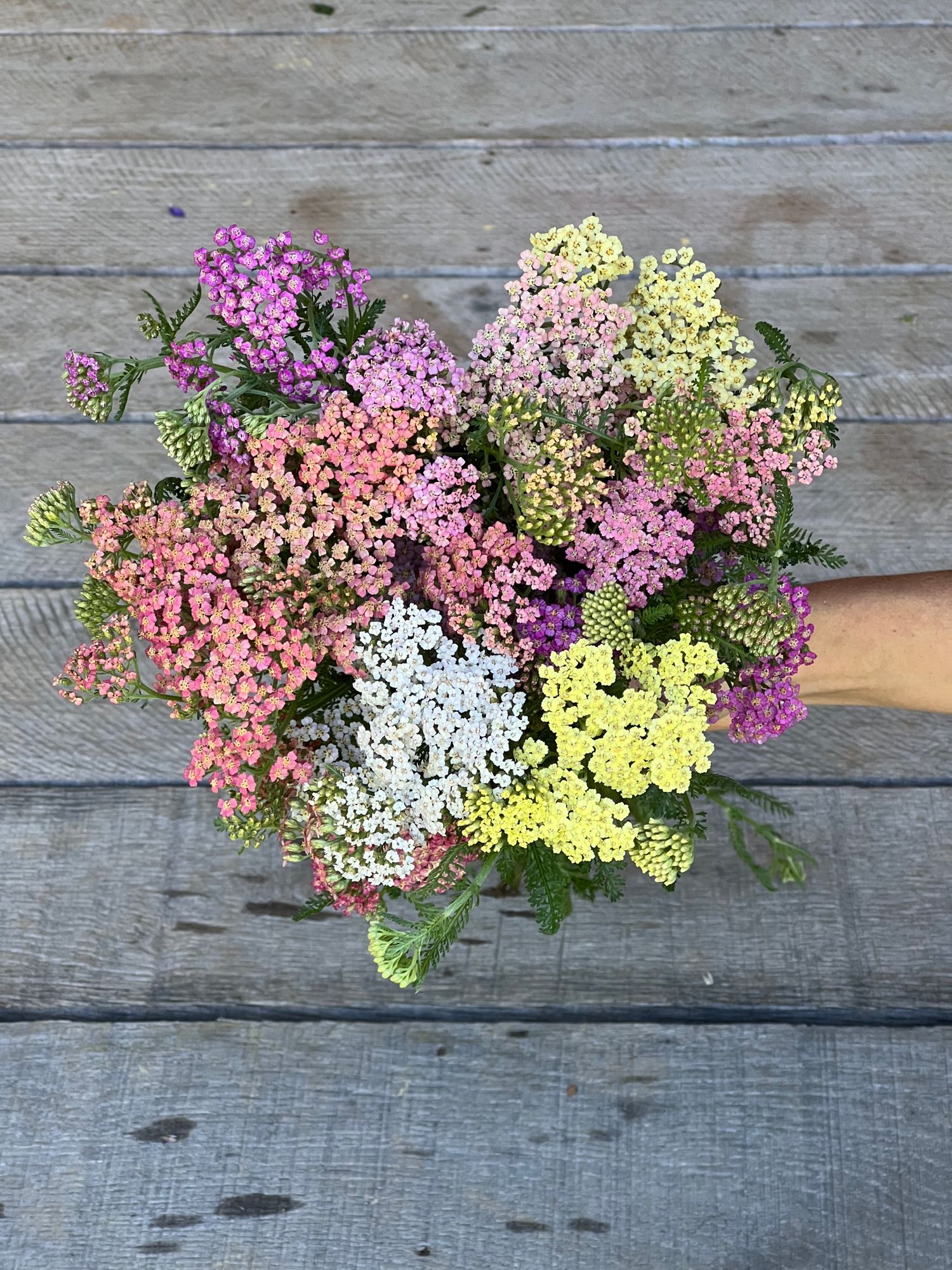 ACHILLEA millefolium