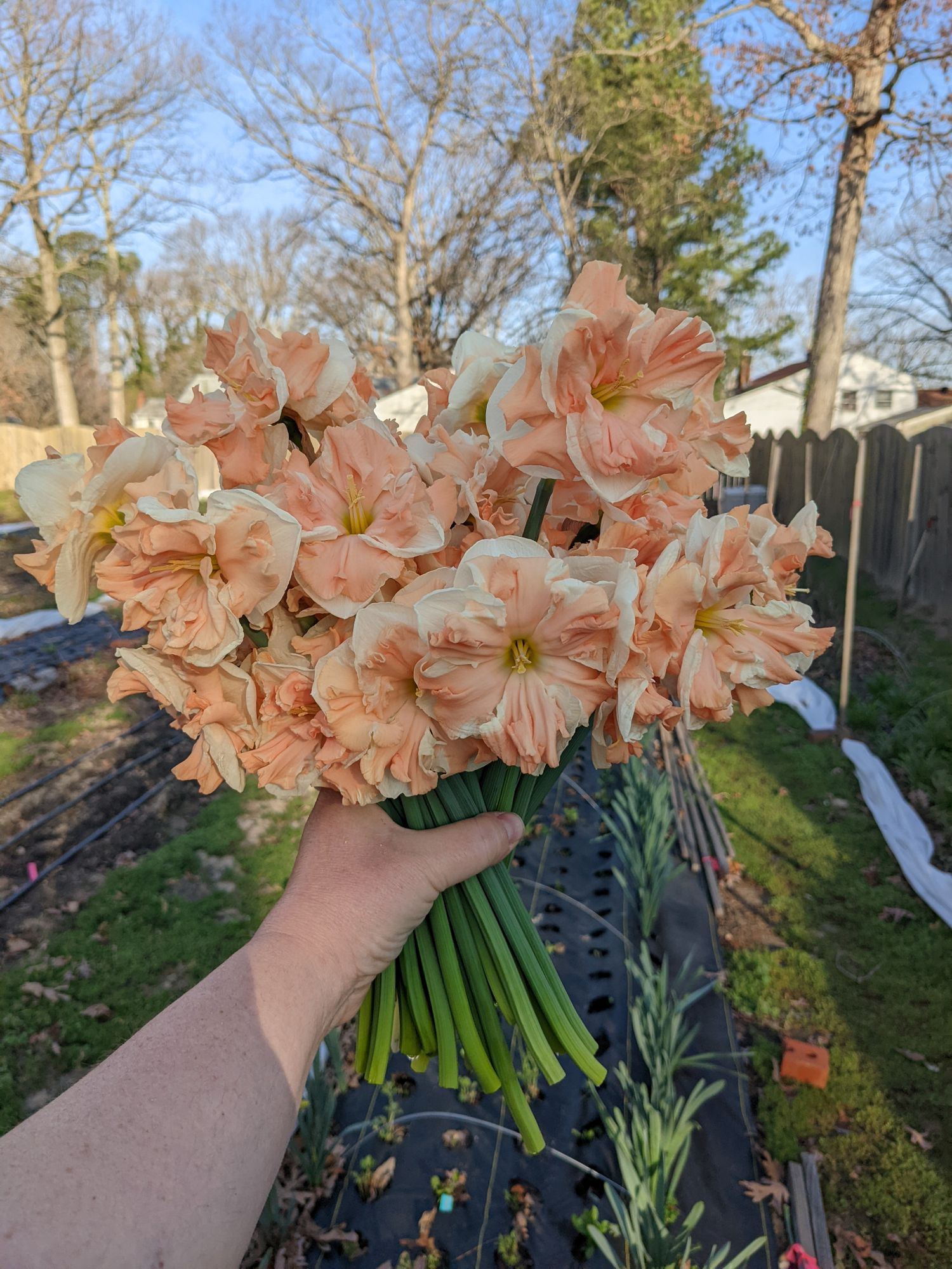 NARCISSUS Apricot Whirl
