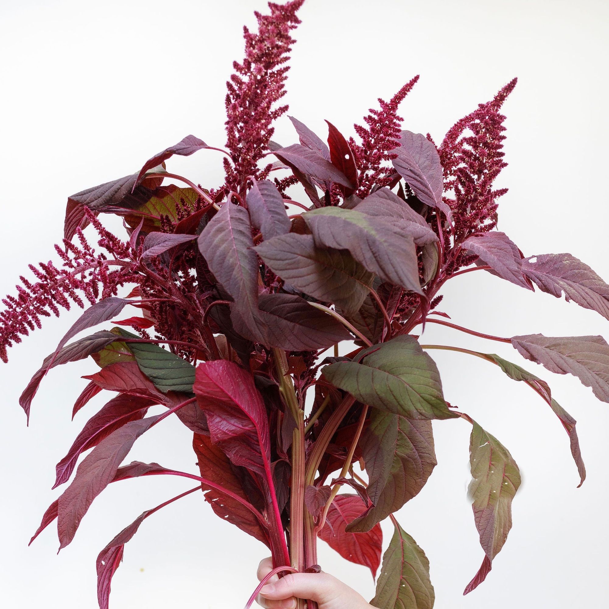AMARANTHUS