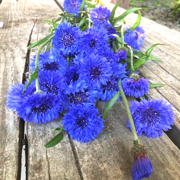 CENTAUREA cyanus Boy Blue