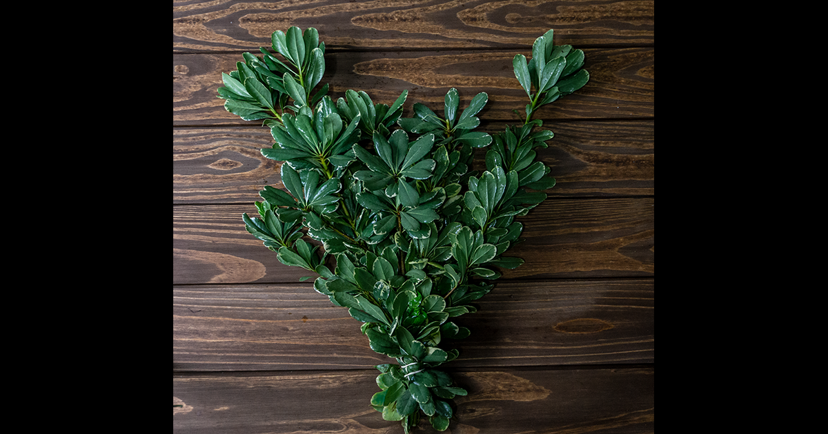 Variegated Pittosporum