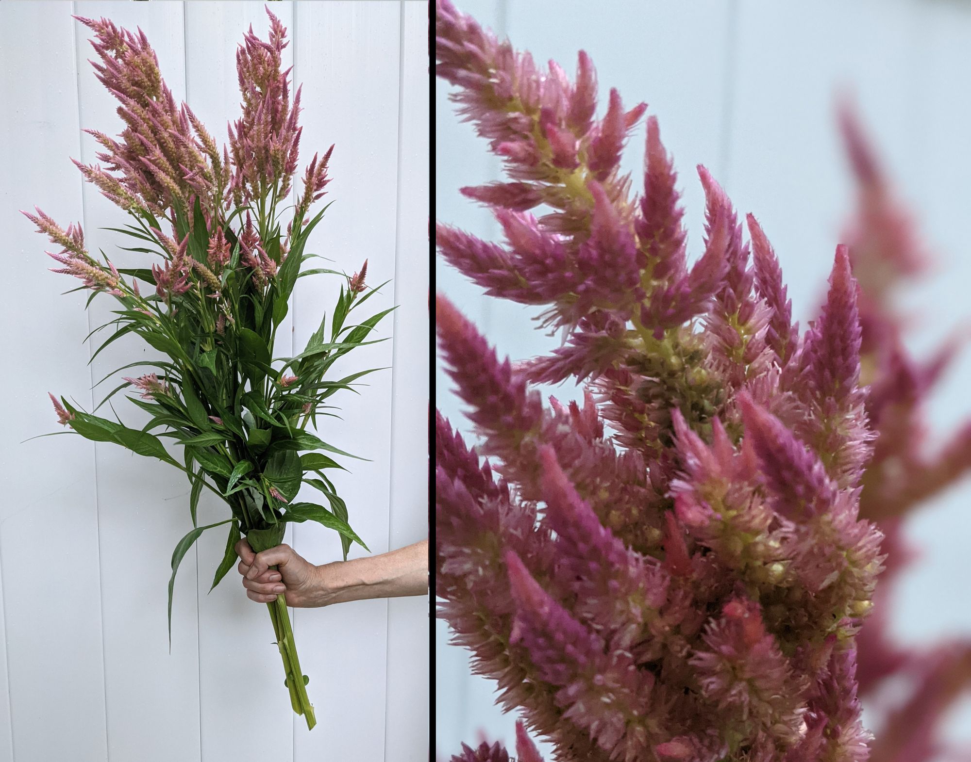 CELOSIA argentea var. plumosa