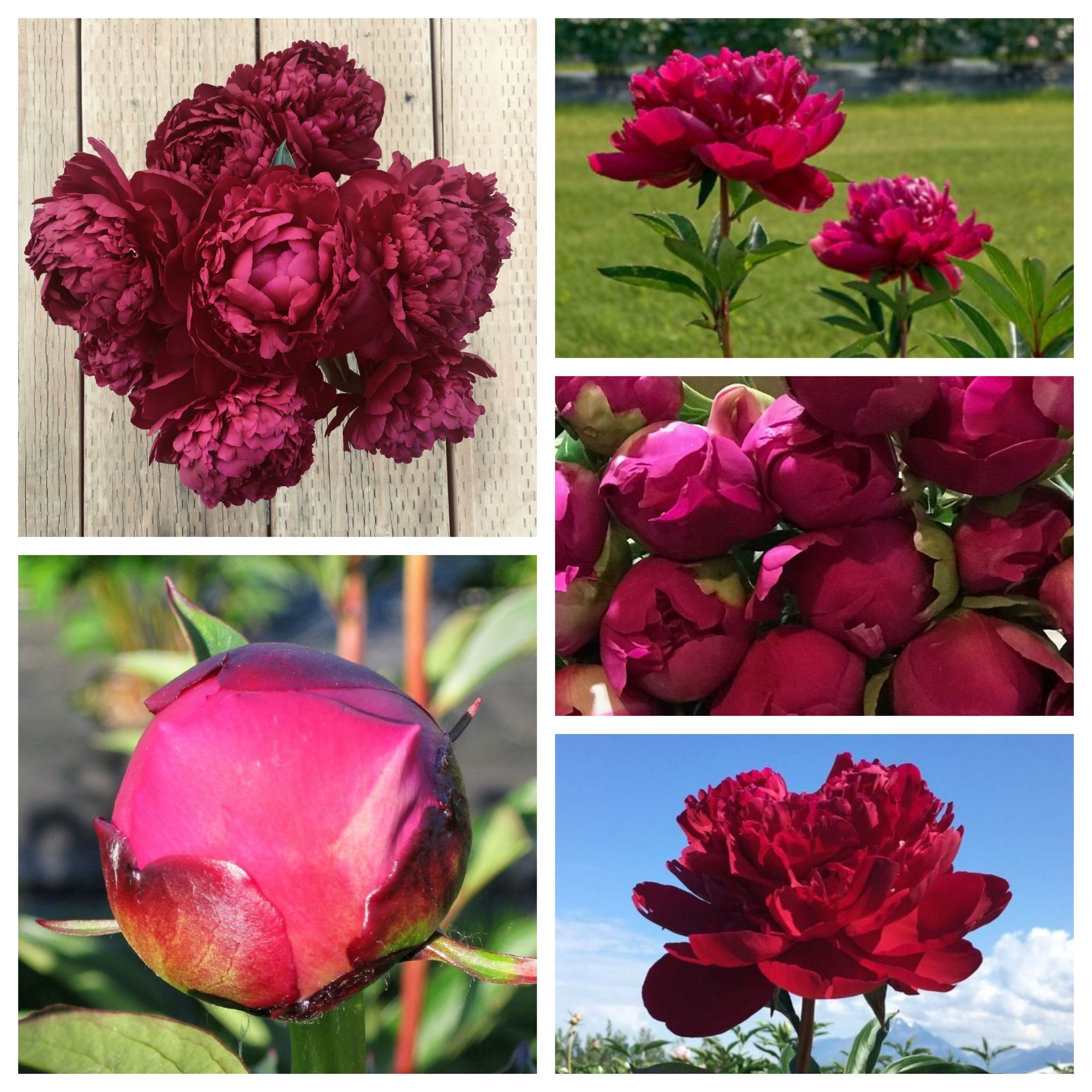 Red Peonies (100 stem)