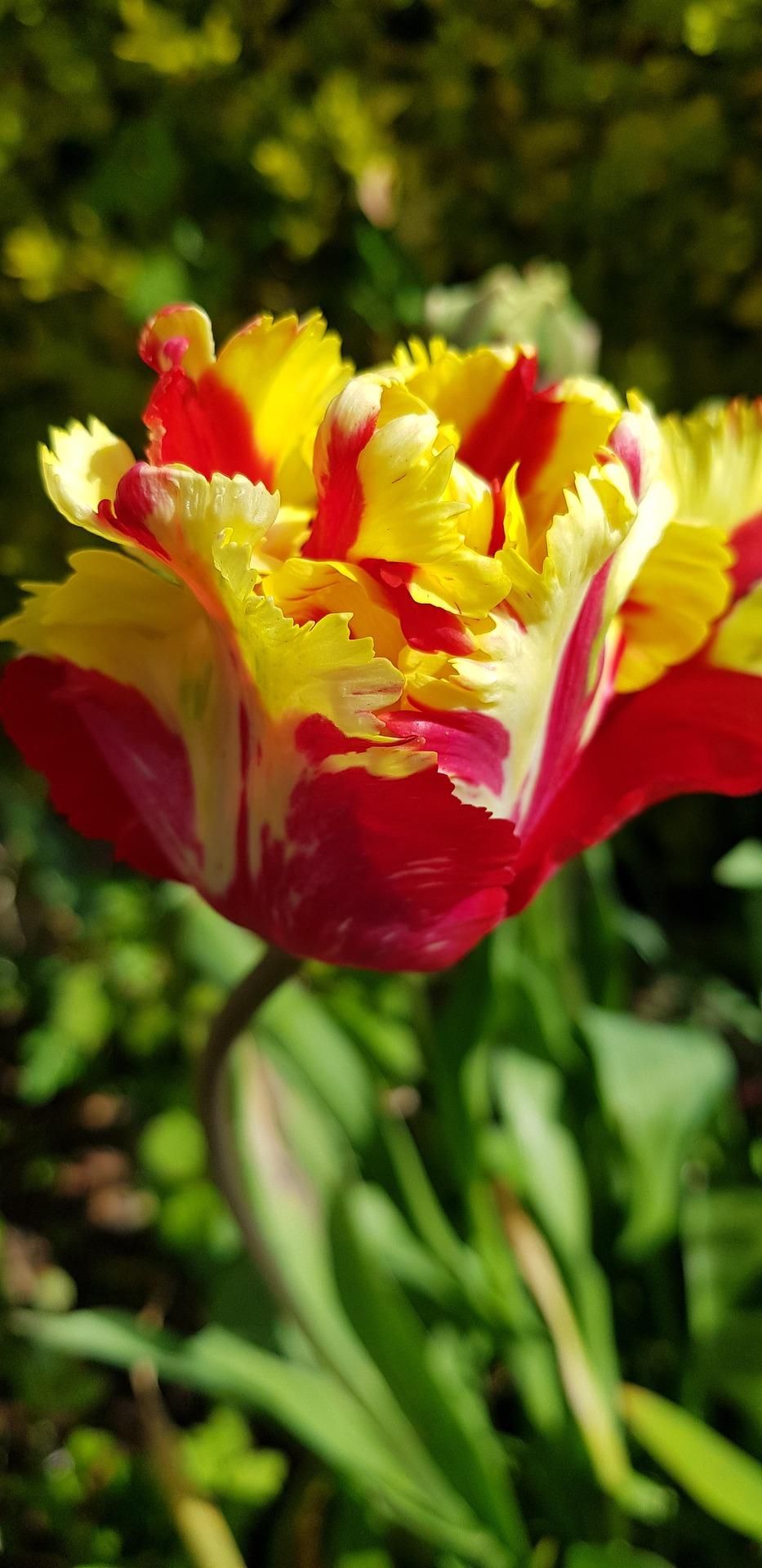 TULIPA