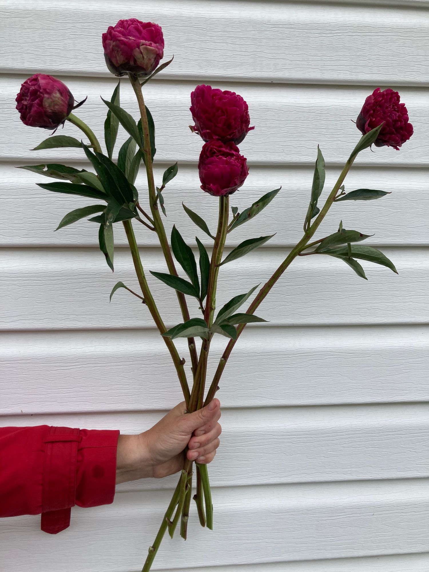 PAEONIA lactiflora Karl Rosenfield