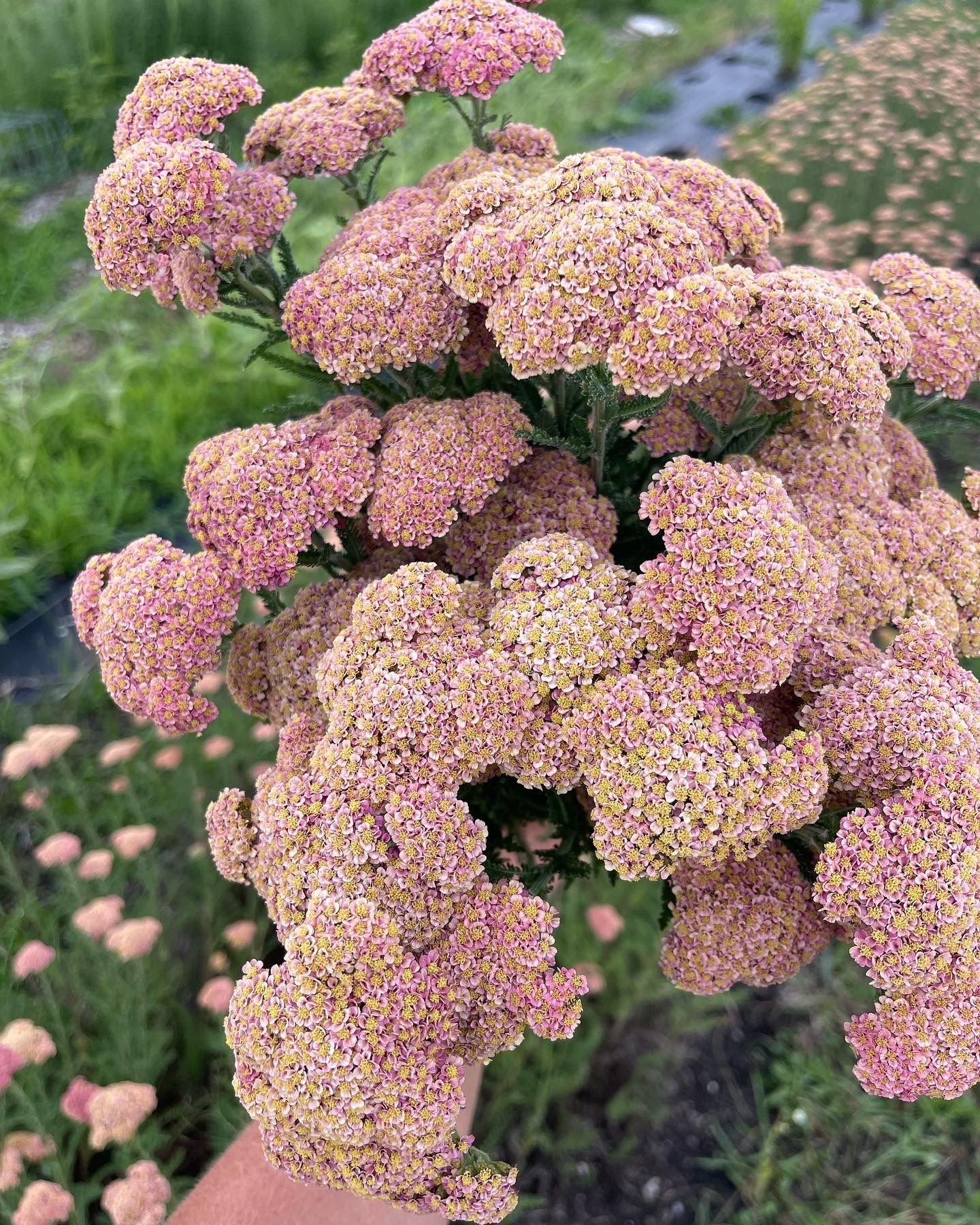 ACHILLEA millefolium