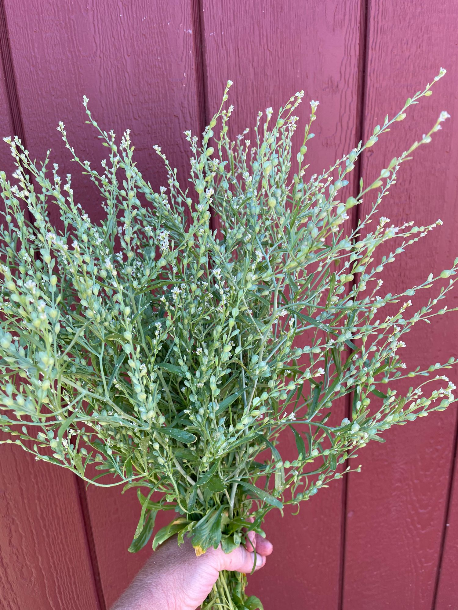 LEPIDIUM sativum