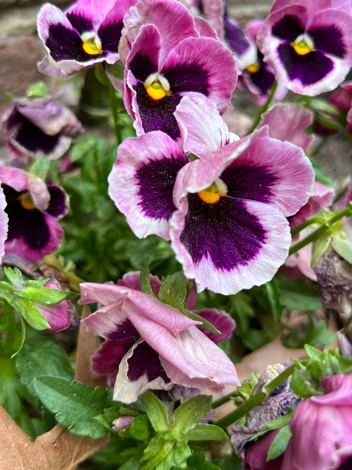 VIOLA