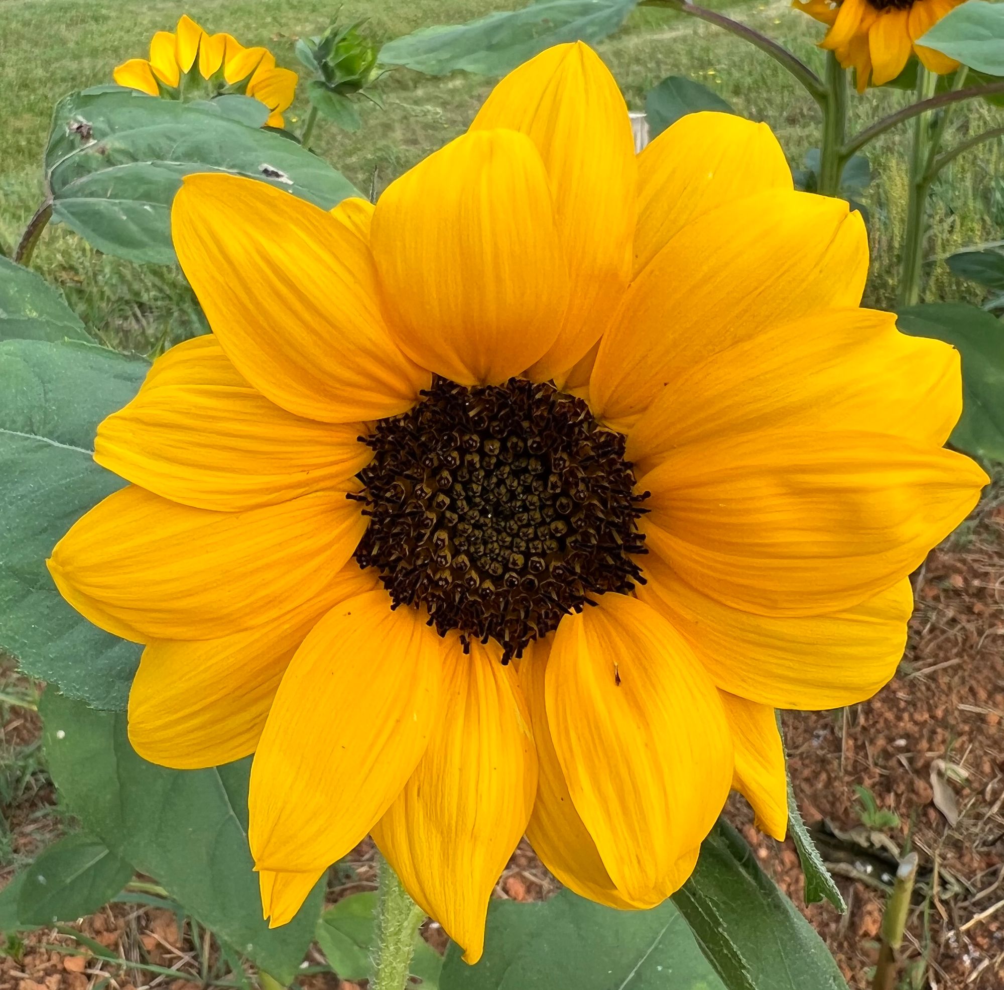 HELIANTHUS annuus ProCut