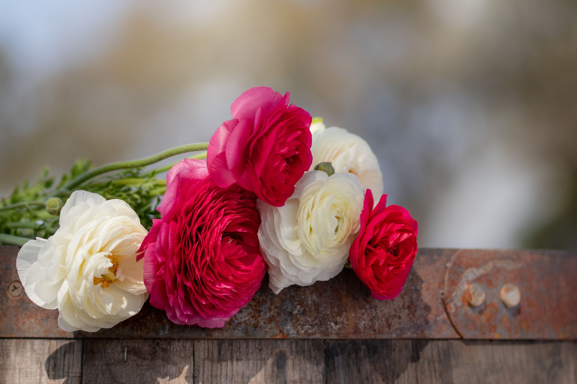 RANUNCULUS