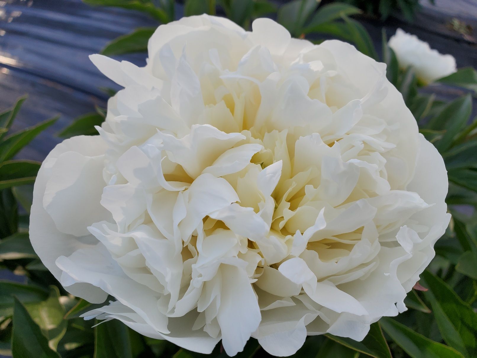 PAEONIA lactiflora Duchesse De Nemours