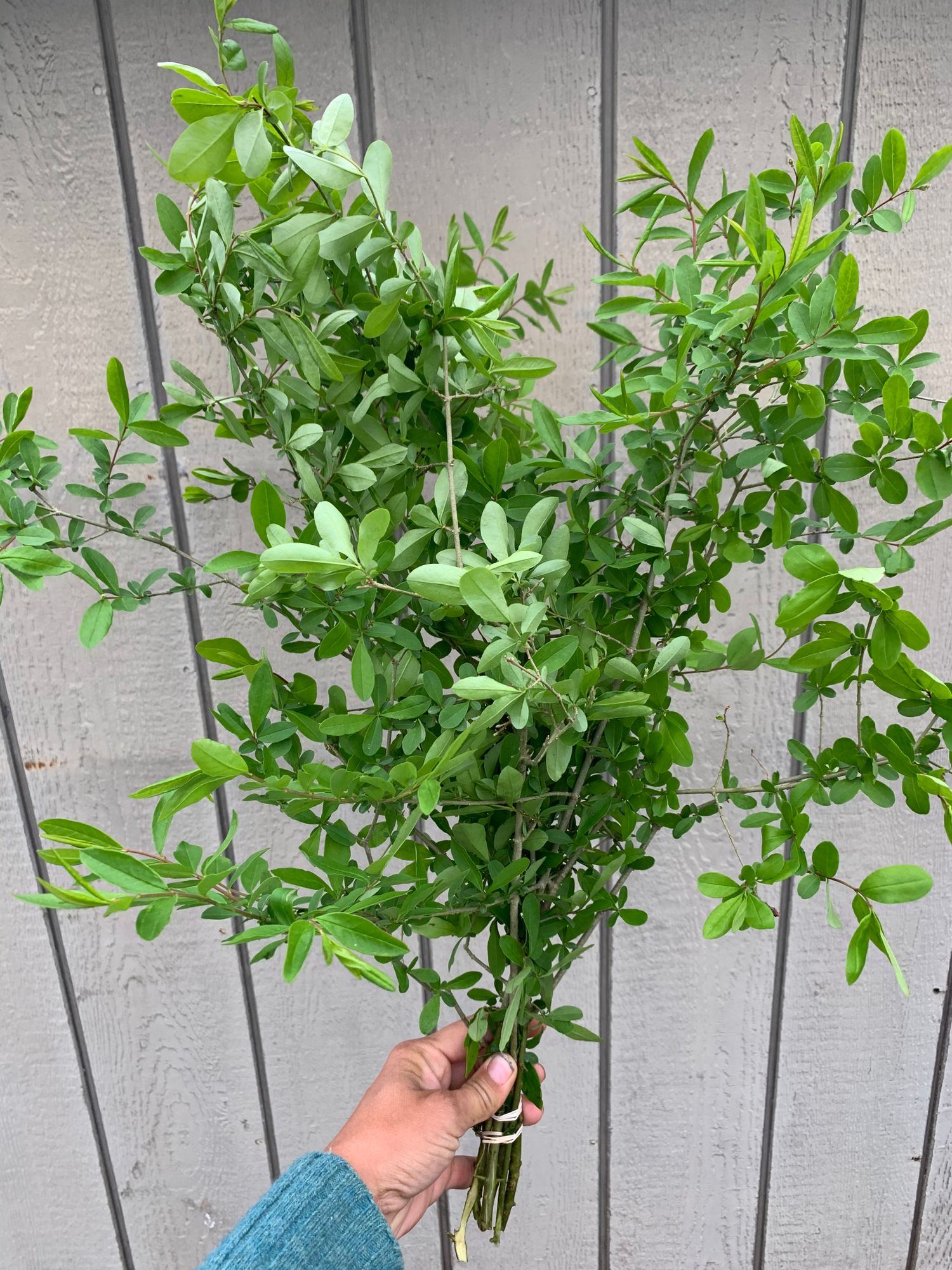 LIGUSTRUM