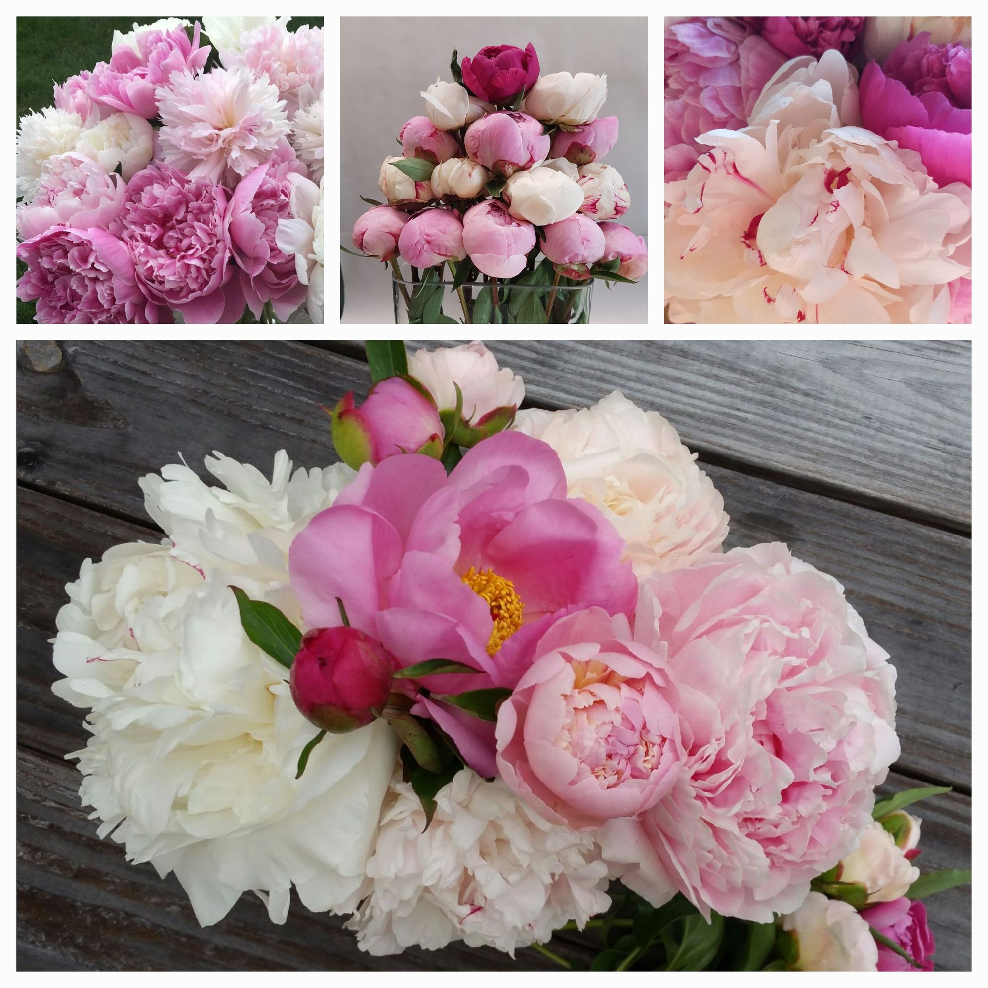 Farmers Choice (20 stems)