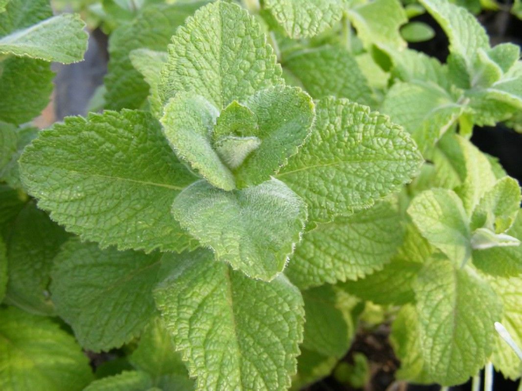 MENTHA suaveolens