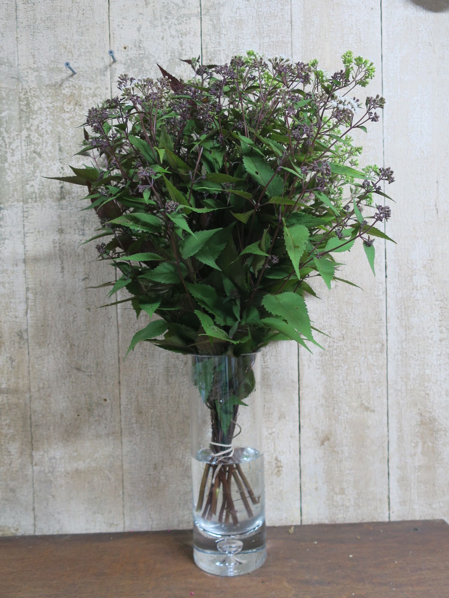 EUPATORIUM aromaticum