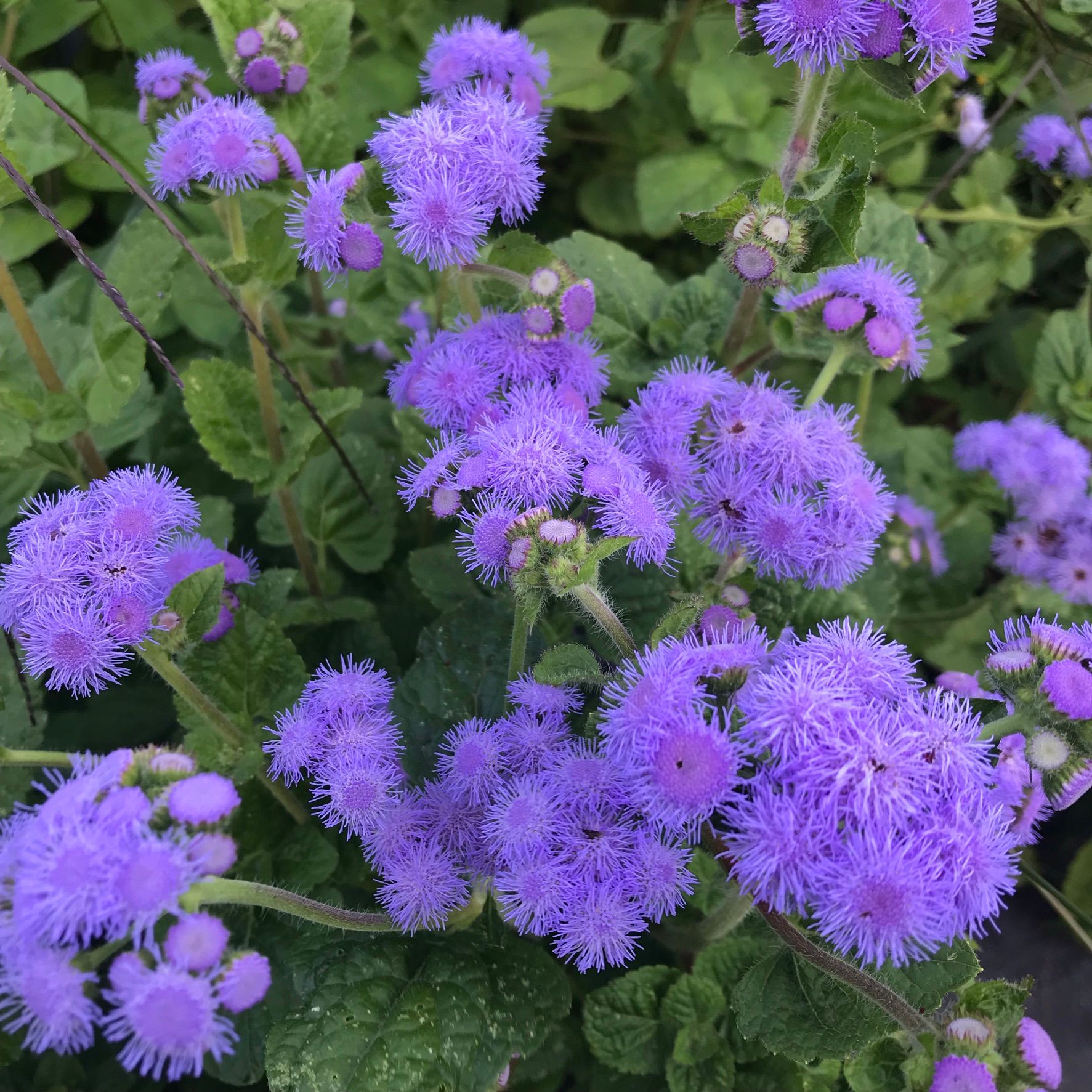 AGERATUM houstonianum Blue Horizon