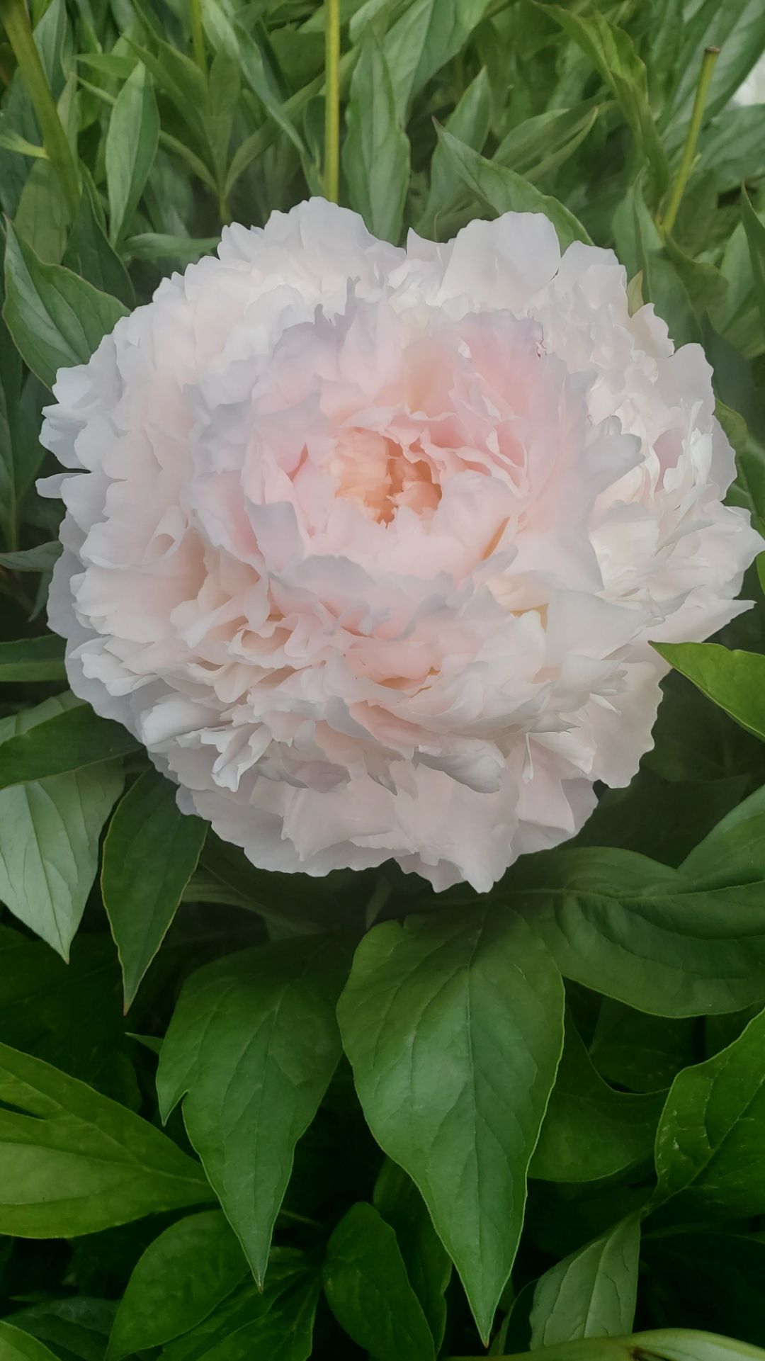 PAEONIA lactiflora Florence Nicholls