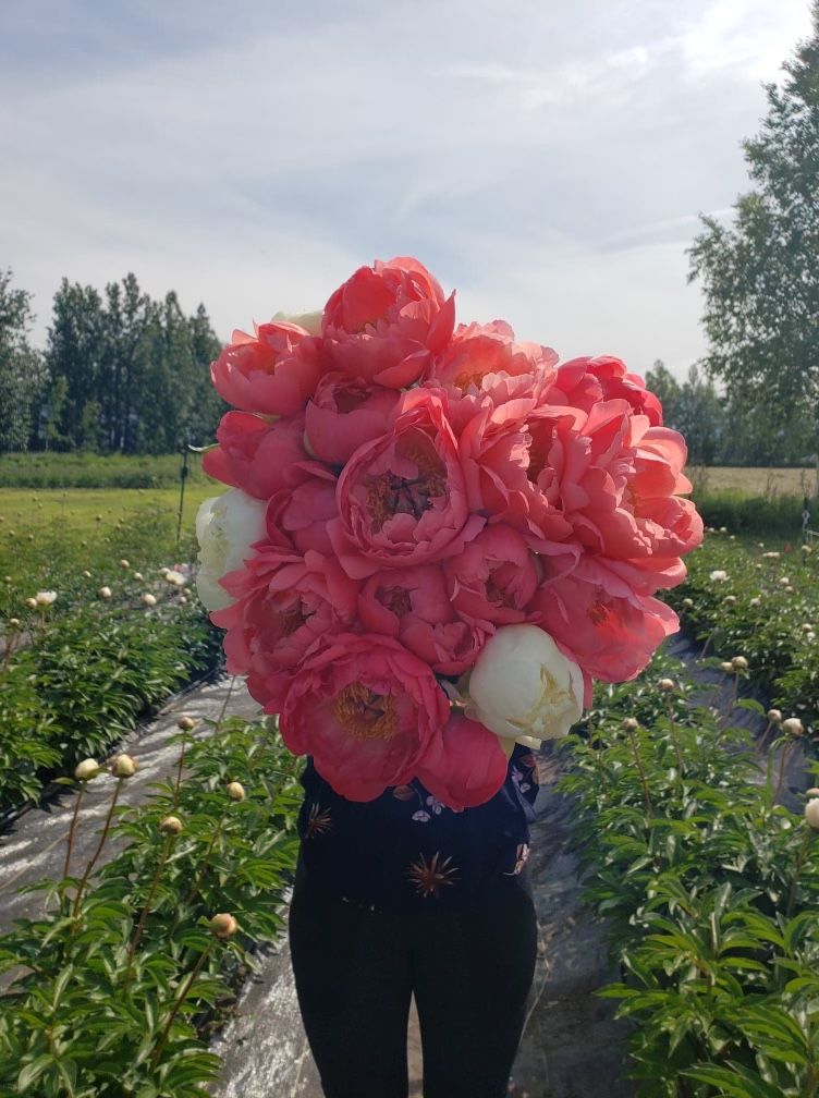 PAEONIA lactiflora Coral Sunset