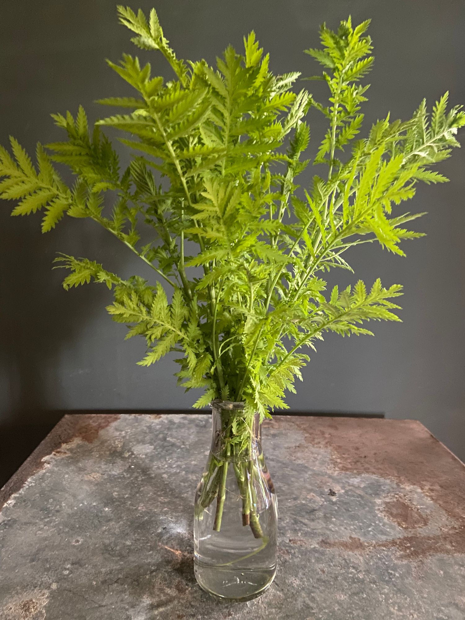 TANACETUM vulgare
