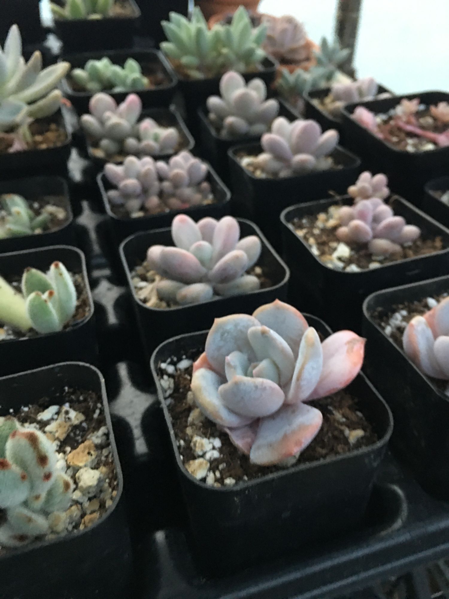 2” assorted potted succulents
