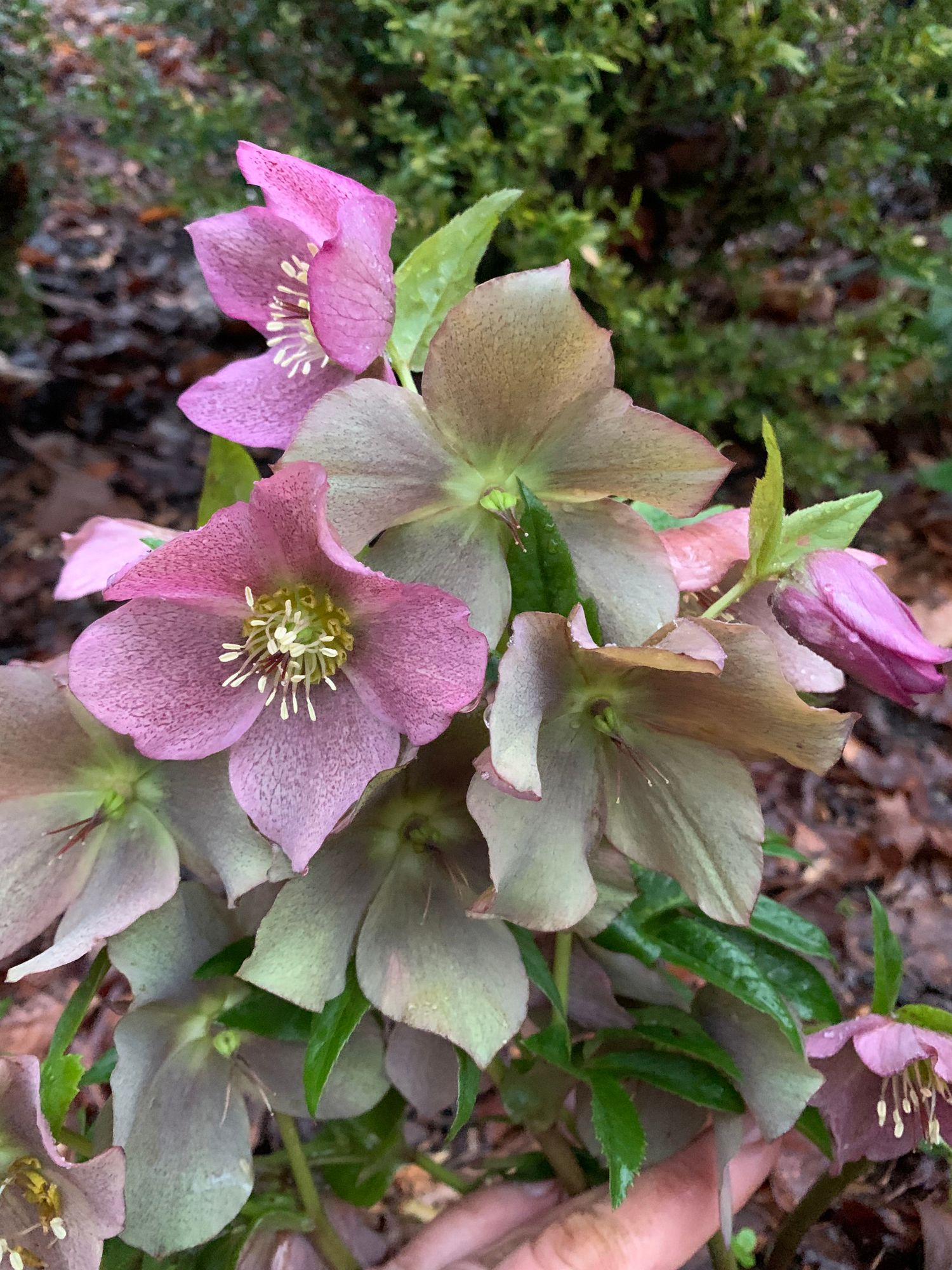 HELLEBORUS foetidus