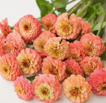 ZINNIA elegans Oklahoma Series