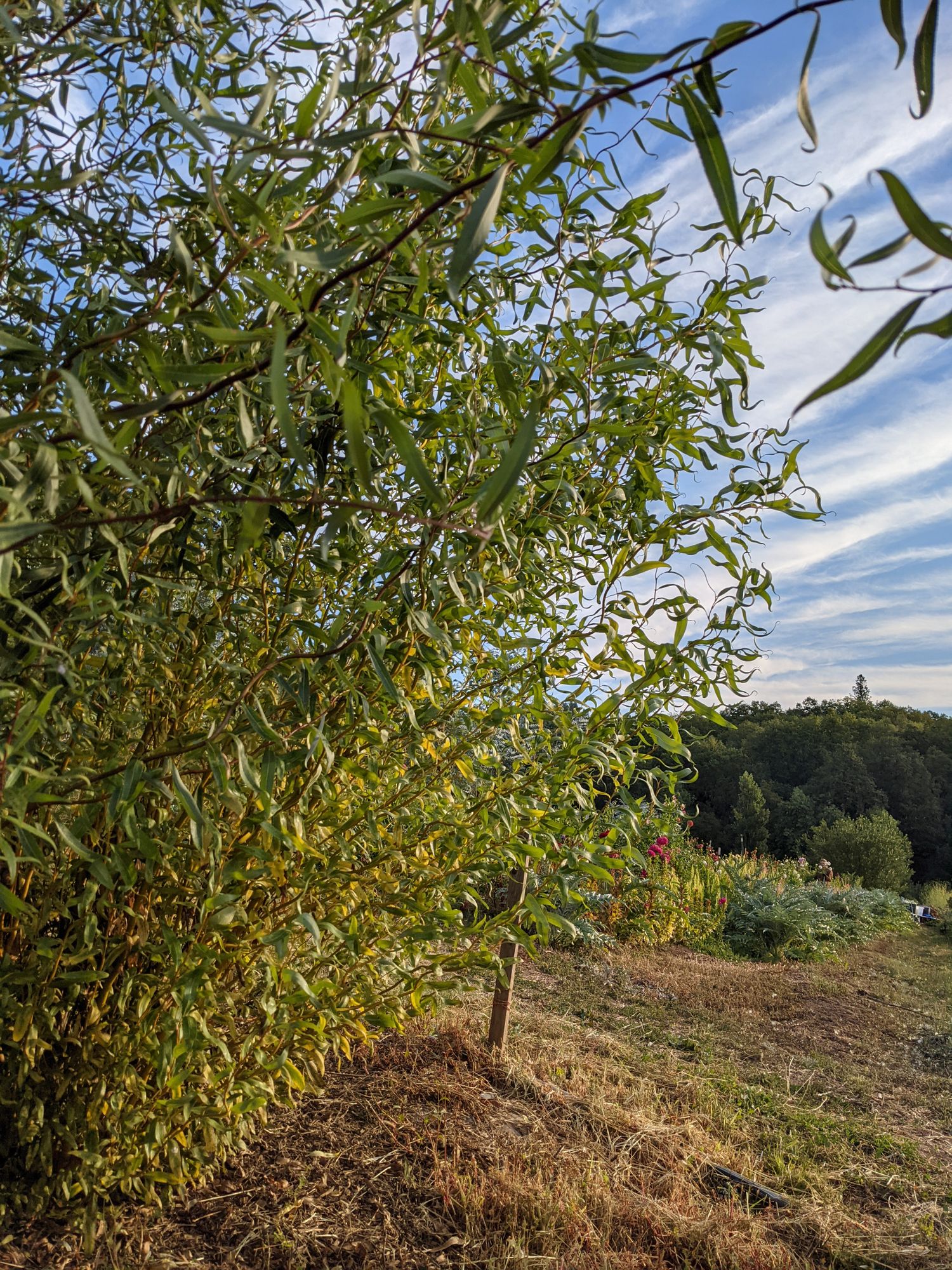 SALIX matsudana var. tortuosa