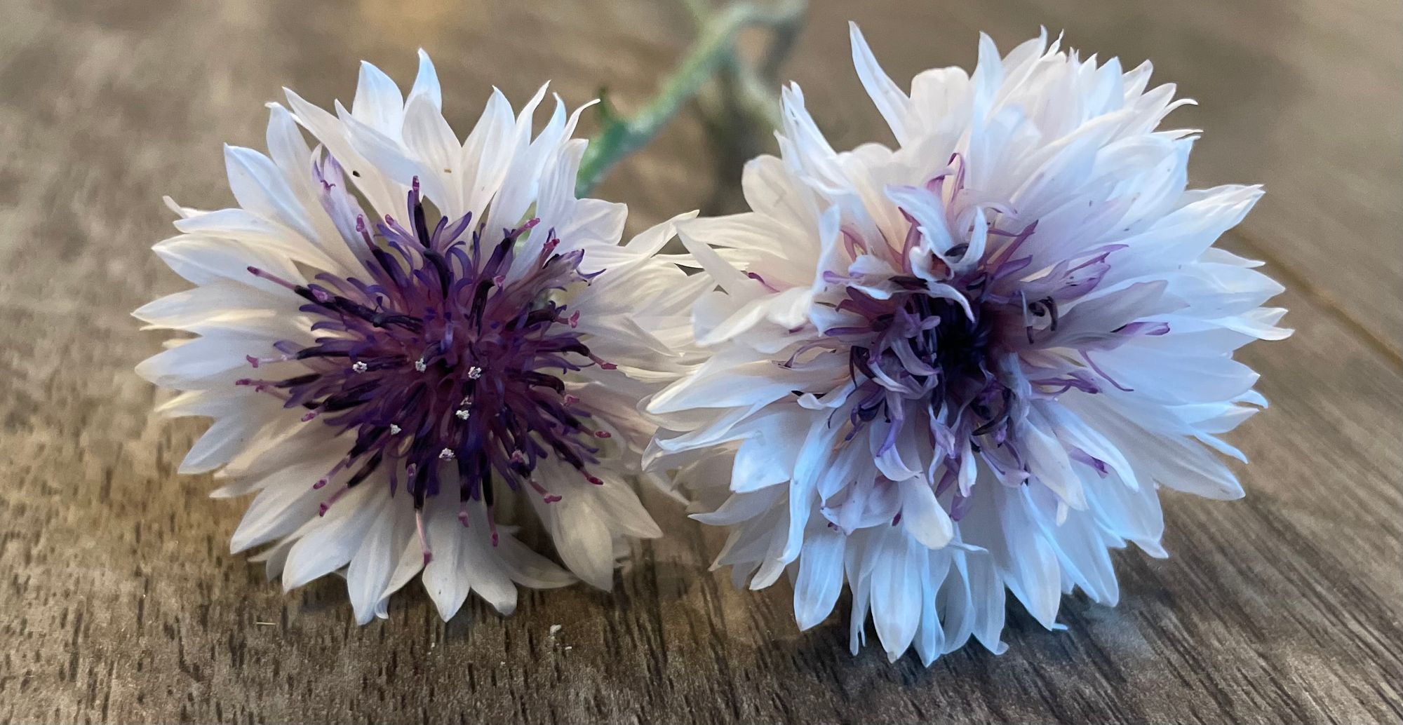 CENTAUREA alpestris