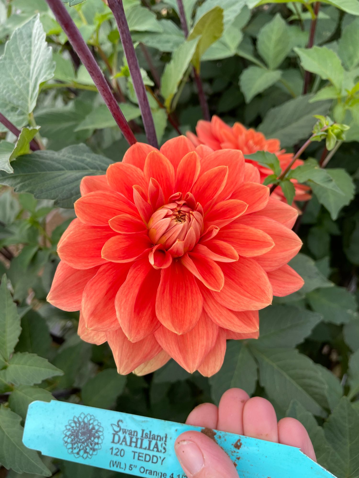 DAHLIA