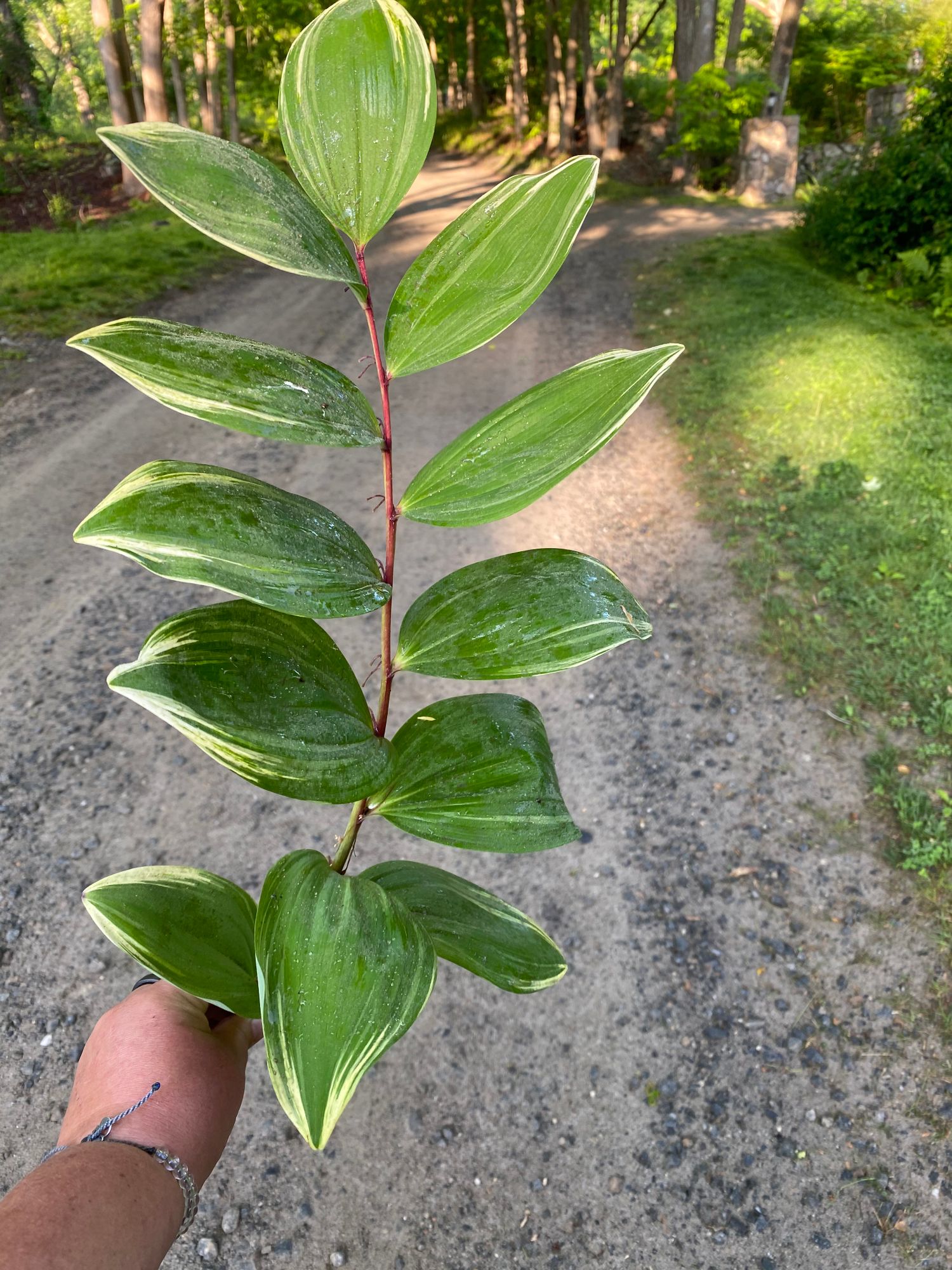 POLYGONATUM multiflorum