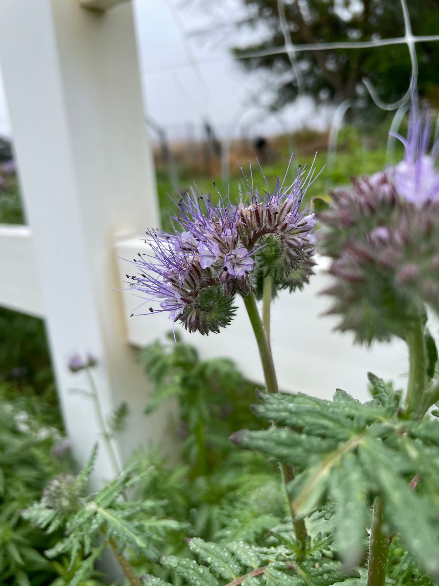 PHACELIA tanacetifolia