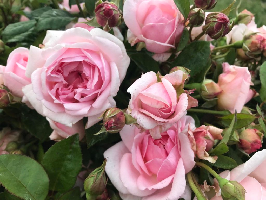 ROSA David Austin