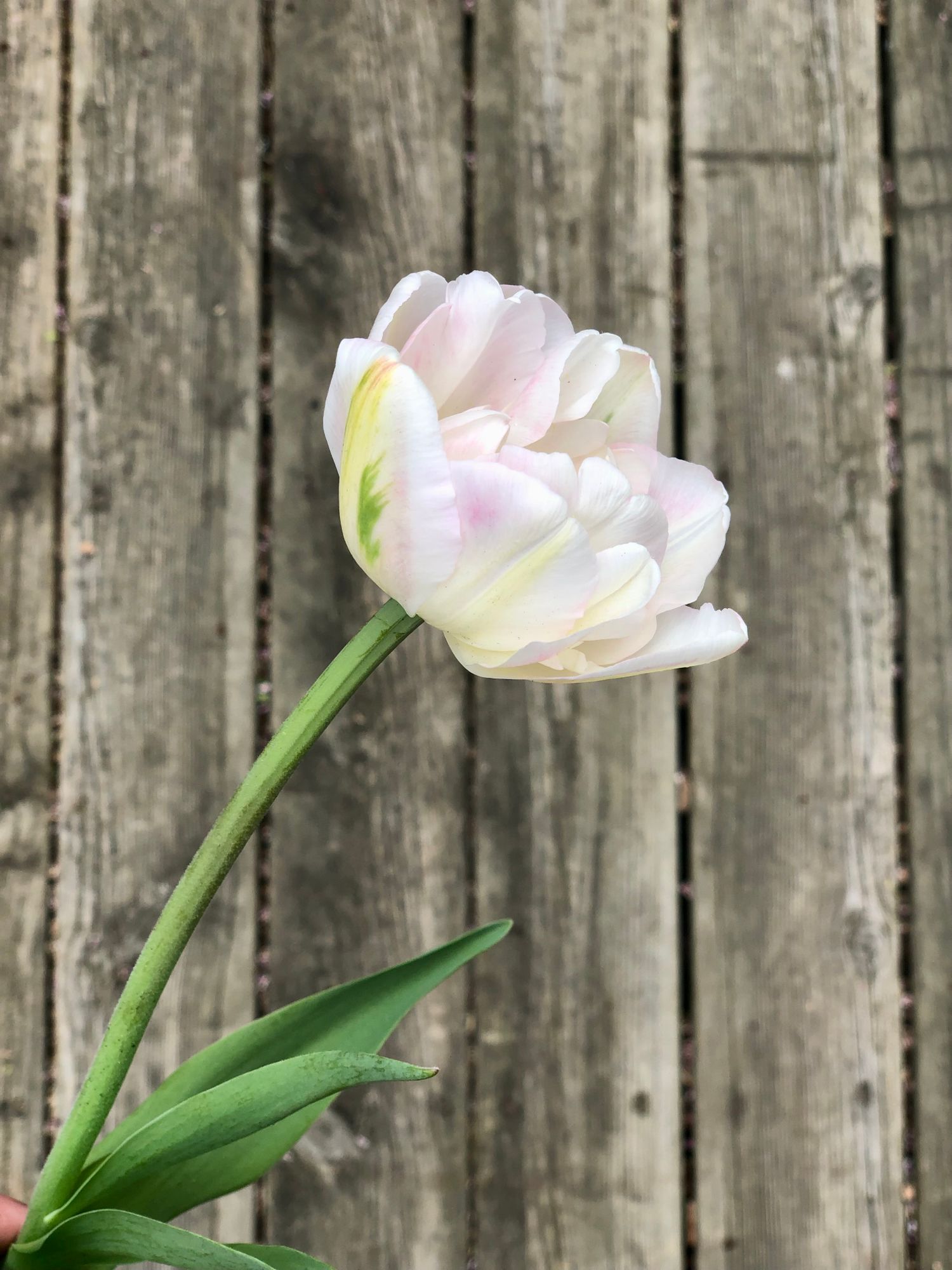 TULIPA Finola