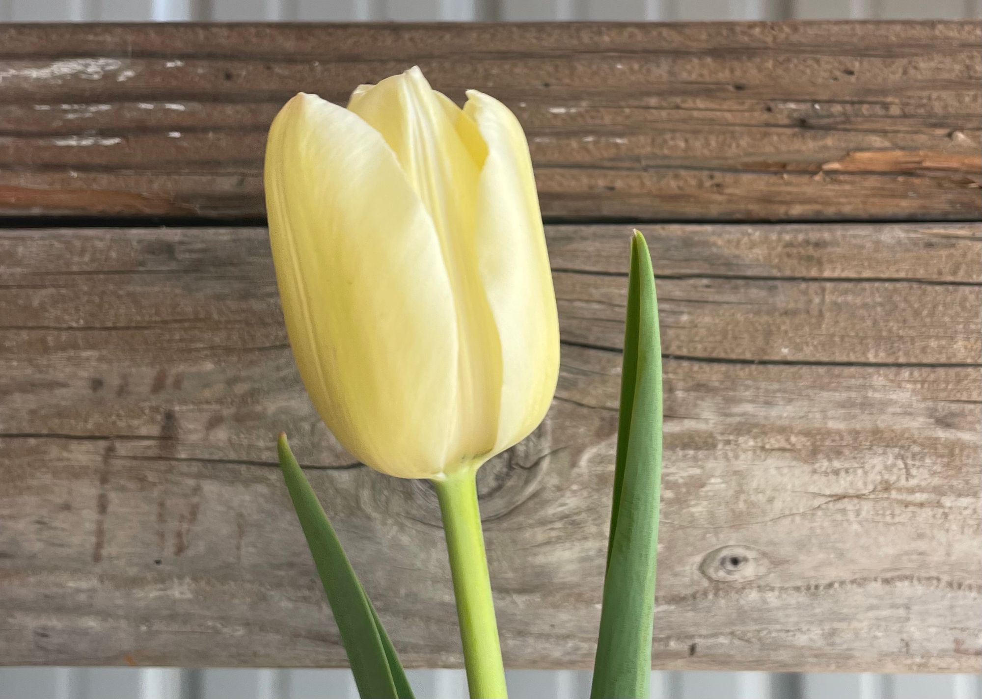 TULIPA Menton