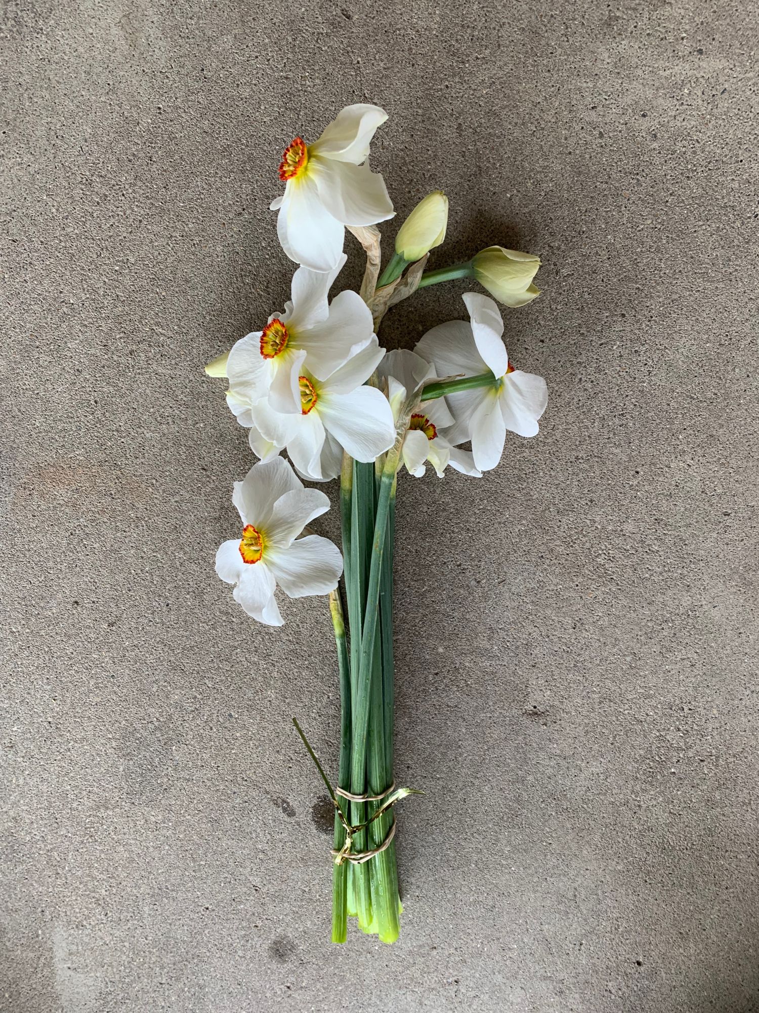 NARCISSUS Actaea