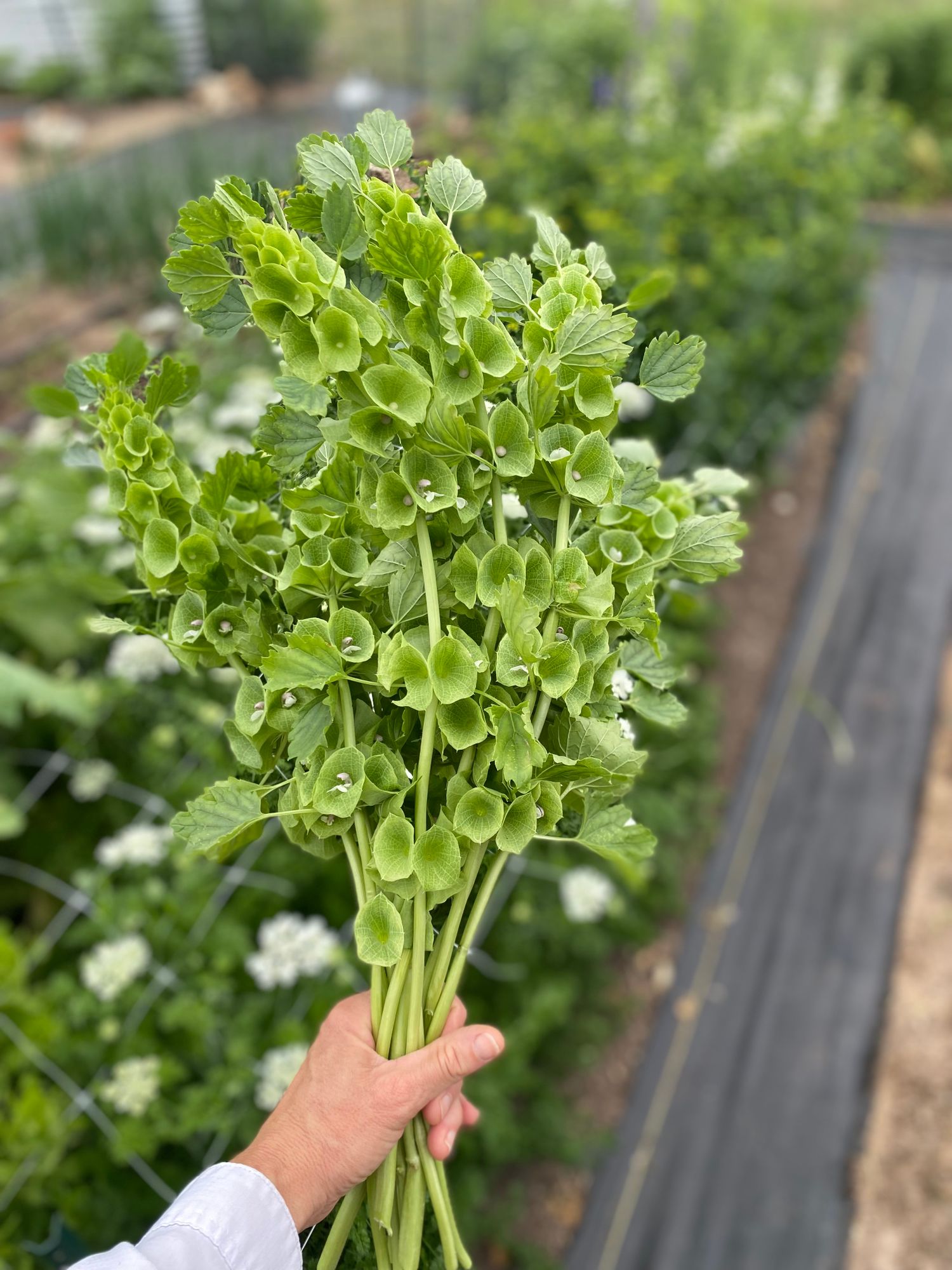 MOLUCCELLA laevis