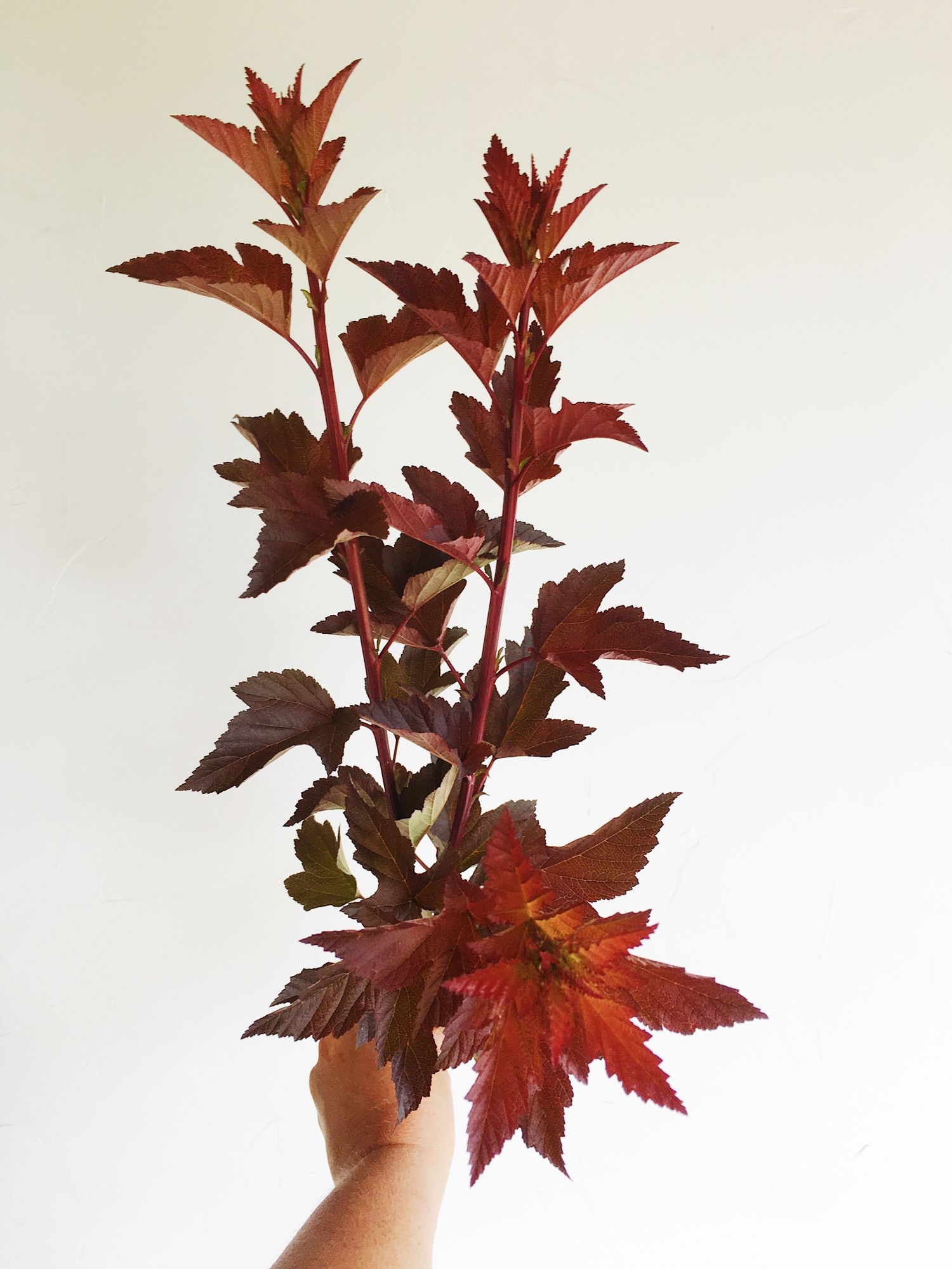 PHYSOCARPUS opulifolius