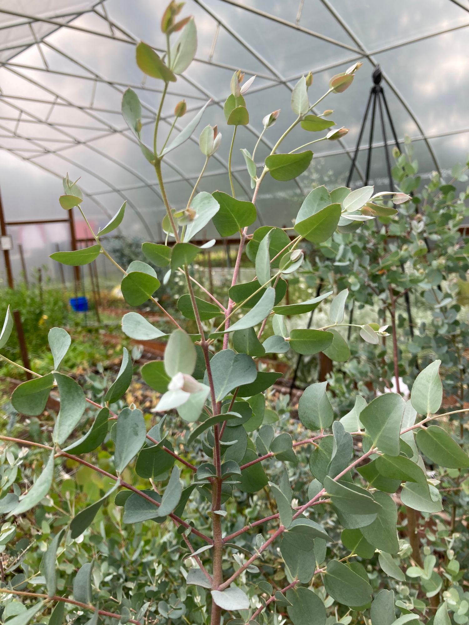 EUCALYPTUS