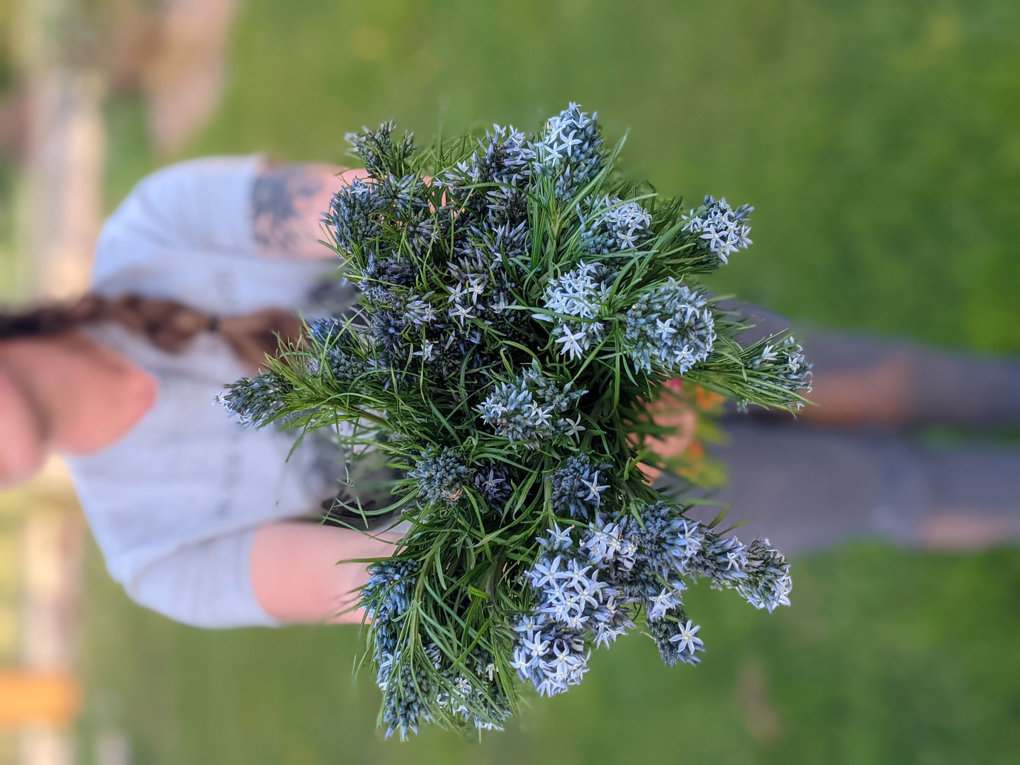 AMSONIA hubrichtii