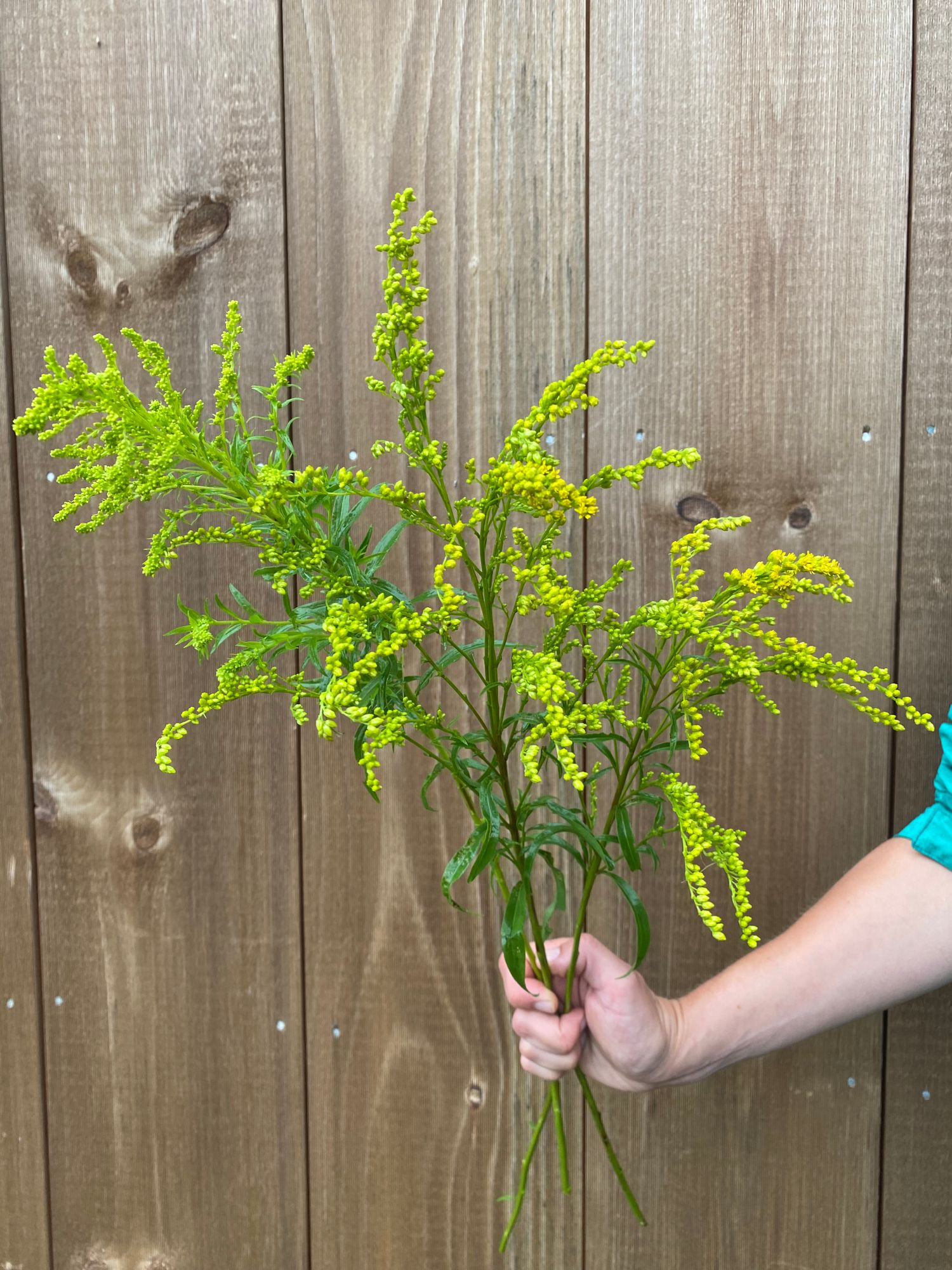 SOLIDAGO canadensis